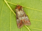 2342 Rosy Minor (Mesoligia literosa)