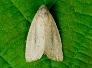 2345 Small Dotted Buff (Photedes minima)