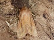 2350 Small Wainscot (Chortodes pygmina)