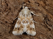 2352 Dusky Sallow (Eremobia ochroleuca)