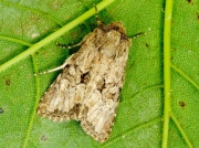 2353 Flounced Rustic (Luperina testacea)