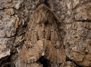 2353 Flounced Rustic (Luperina testacea)