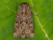 2353 Flounced Rustic (Luperina testacea)