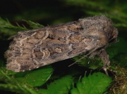 2353 Flounced Rustic (Luperina testacea)