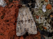 2353 Flounced Rustic (Luperina testacea)