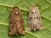 2353 Flounced Rustic (Luperina testacea)