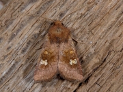2360 Ear Moth (Amphipoea oculea)