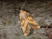 2364 Frosted Orange (Gortyna flavago)
