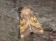 2364 Frosted Orange (Gortyna flavago)