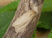 2369 Bulrush Wainscot (Nonagria typhae)