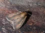 2371 Brown-veined Wainscot (Archanara dissoluta)