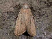 2379 Small Rufous (Coenobia rufa)