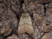 2380 Treble Lines (Charanyca trigrammica)