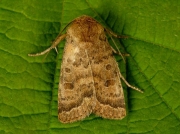 2381 The Uncertain (Hoplodrina alsines)