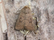 2382 The Rustic (Hoplodrina blanda)