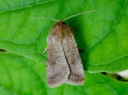 2384 Vine's Rustic (Hoplodrina ambigua)