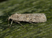 2385 Small Mottled Willow (Spodoptera exigua)
