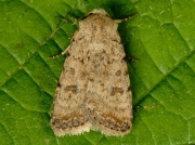 2389 Pale Mottled Willow (Paradrina clavipalpis)