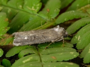 2394 The Anomalous (Stilbia anomala)