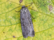 2394 The Anomalous (Stilbia anomala)