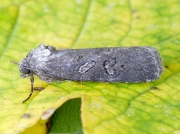 2394 The Anomalous (Stilbia anomala)