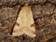 2403 Bordered Straw (Heliothis peltigera)