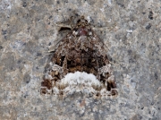 2410 Marbled White Spot (Protodeltote pygarga)