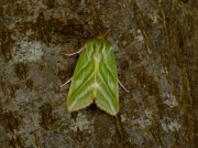 2422 Green Silver-lines (Pseudoips prasinana)