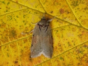 2423 Oak Nycteoline (Nycteola revayana)
