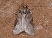 2423 Oak Nycteoline (Nycteola revayana)