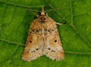 2423 Oak Nycteoline (Nycteola revayana)