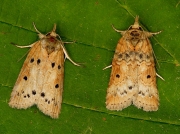 2423 Oak Nycteoline (Nycteola revayana)