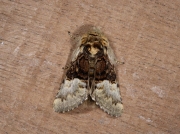 2425 Nut-tree Tussock (Colocasia coryli)