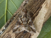 2441 Silver Y (Autographa gamma)