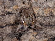 2441 Silver Y (Autographa gamma)