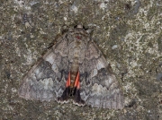 2452 Red Underwing (Catocala nupta)