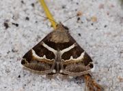 2461 The Geometrician (Prodotis stolida) © 2006 Steve Ogden