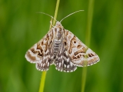 2462 Mother Shipton (Callistege mi)