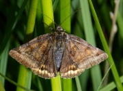 2463 Burnet Companion (Euclidia glyphica)