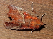 2469 The Herald (Scoliopteryx libatrix) © Steve Ogden