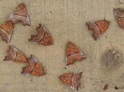 2469 The Herald (Scoliopteryx libatrix) - roost