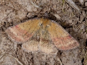 2470 Small Purple-barred (Phytometra viridaria)