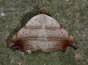 2473 Beautiful Hook-tip (Laspeyria flexula)