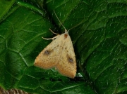2474 Straw Dot (Rivula sericealis)