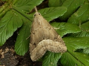 2482 White-line Snout (Schrankia taenialis)