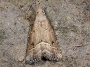 2482 White-line Snout (Schrankia taenialis)