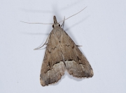 2482 White-line Snout (Schrankia taenialis)