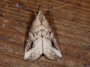 2484 Pinion-streaked Snout (Schrankia costaestrigalis)