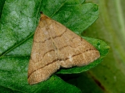 2489 The Fan-foot (Zanclognatha tarsipennalis)
