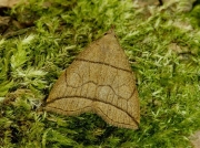 2492 Small Fan-foot (Herminia grisealis)